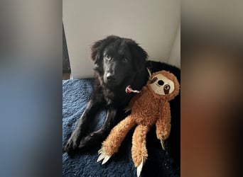 JUNAK❤️sanfter Labrador-Mischling wartet in 37130 Gleichen