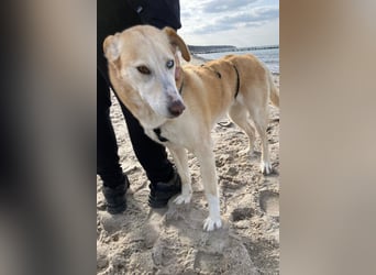 Nala wartet in 09648 Mittweida auf dich!