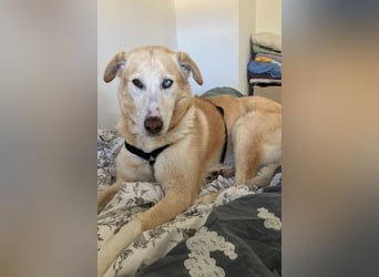 Nala wartet in 09648 Mittweida auf dich!