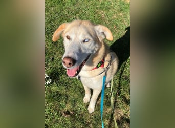 Nala wartet in 09648 Mittweida auf dich!