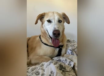 Nala wartet in 09648 Mittweida auf dich!