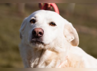 Labi-Mix-Hündin ♥Malena♥ Sunshine sucht Für-Immer-Körbchen