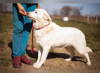 Labi-Mix-Hündin ♥ Malena ♥ Sunshine sucht Für-Immer-Körbchen