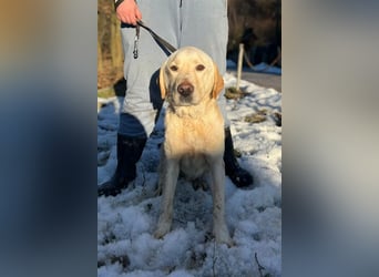 Labbi-Mix ALMIR❤️zauberhafter Hundebub liebt Menschen, Artgenossen und ist katzenverträglich