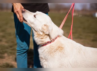 Labi-Mix-Hündin ♥ Malena ♥ Sunshine sucht Für-Immer-Körbchen