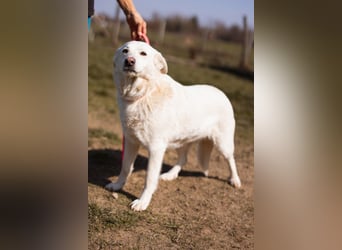 Labi-Mix-Hündin ♥Malena♥ Sunshine sucht Für-Immer-Körbchen