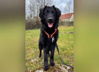 JUNAK❤️sanfter Labrador-Mischling wartet in 37130 Gleichen