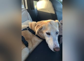 Nala wartet in 09648 Mittweida auf dich!