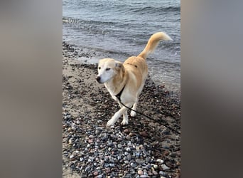 Nala wartet in 09648 Mittweida auf dich!