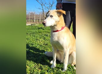 Nala wartet in 09648 Mittweida auf dich!