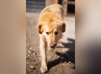 Labbi-Mix MARLEY❤️verschmuster, menschenbezogener Kuschelbär sucht Zuhause mit Herz & Garten