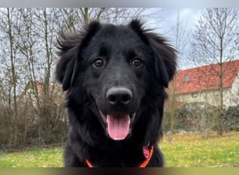 JUNAK❤️sanfter Labrador-Mischling wartet in 37130 Gleichen