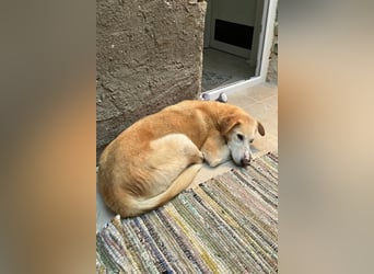 Nala wartet in 09648 Mittweida auf dich!