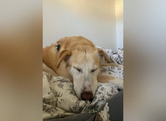 Nala wartet in 09648 Mittweida auf dich!