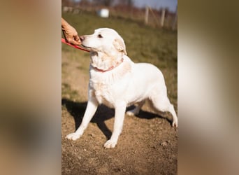 Labi-Mix-Hündin ♥ Malena ♥ Sunshine sucht Für-Immer-Körbchen