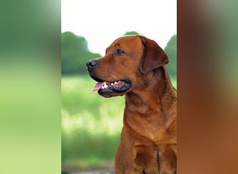FCI Labrador Deckrüde gelb/foxred
