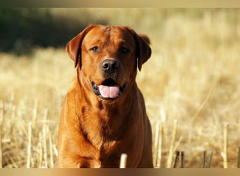 FCI Labrador Deckrüde gelb/foxred