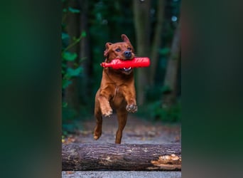 FCI Labrador Deckrüde gelb/foxred