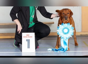 FCI Labrador Deckrüde gelb/foxred