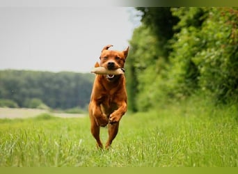 FCI Labrador Deckrüde gelb/foxred
