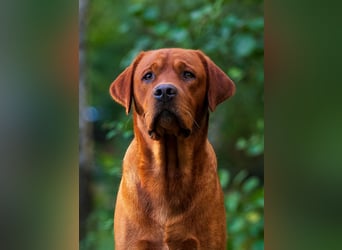 FCI Labrador Deckrüde gelb/foxred