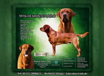 FCI Labrador Deckrüde gelb/foxred