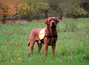 FCI Labrador Deckrüde gelb/foxred
