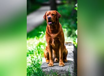 FCI Labrador Deckrüde gelb/foxred
