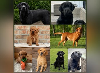 FCI Labrador Deckrüde gelb/foxred