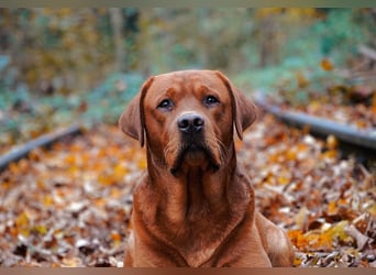 FCI Labrador Deckrüde gelb/foxred