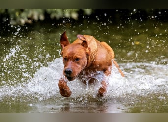 FCI Labrador Deckrüde gelb/foxred