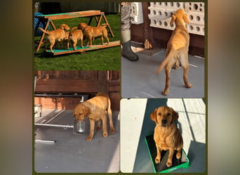 FCI Labrador Deckrüde gelb/foxred