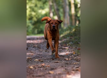 FCI Labrador Deckrüde gelb/foxred