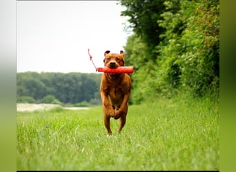 FCI Labrador Deckrüde gelb/foxred