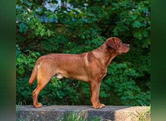 FCI Labrador Deckrüde gelb/foxred