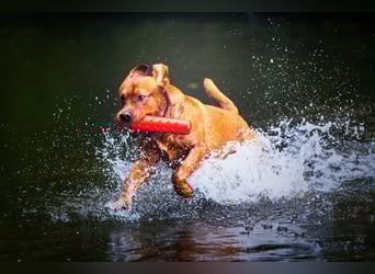FCI Labrador Deckrüde gelb/foxred