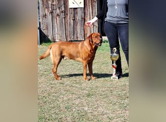 FCI Labrador Deckrüde gelb/foxred