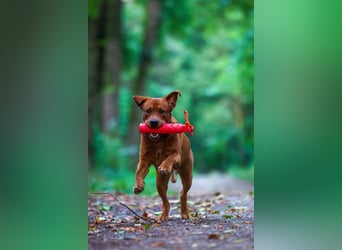 FCI Labrador Deckrüde gelb/foxred