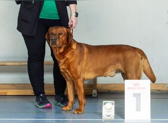 FCI Labrador Deckrüde gelb/foxred