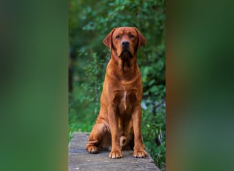 FCI Labrador Deckrüde gelb/foxred
