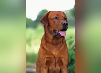 FCI Labrador Deckrüde gelb/foxred