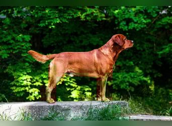 FCI Labrador Deckrüde gelb/foxred