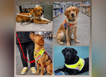 FCI Labrador Deckrüde gelb/foxred
