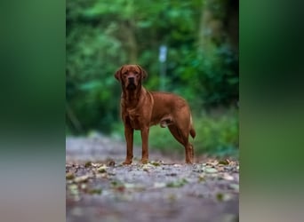 FCI Labrador Deckrüde gelb/foxred