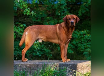 FCI Labrador Deckrüde gelb/foxred