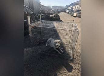 Scarlett beschützte 10 Leben - jetzt hat sie eines für sich verdient - aktuell in Rumänien