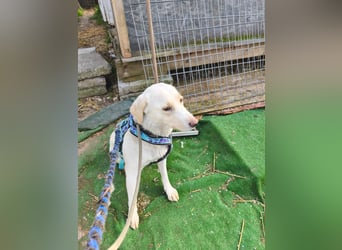 Scarlett beschützte 10 Leben - jetzt hat sie eines für sich verdient - aktuell in Rumänien