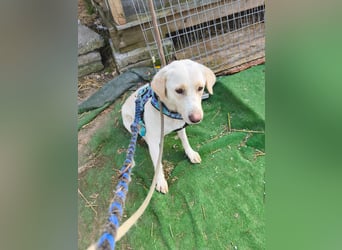 Scarlett beschützte 10 Leben - jetzt hat sie eines für sich verdient - aktuell in Rumänien