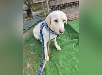 Scarlett beschützte 10 Leben - jetzt hat sie eines für sich verdient - aktuell in Rumänien