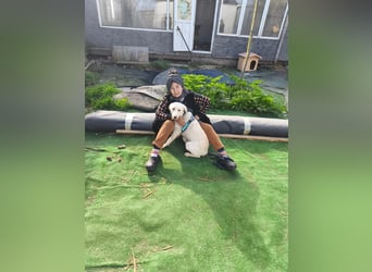 Scarlett beschützte 10 Leben - jetzt hat sie eines für sich verdient - aktuell in Rumänien